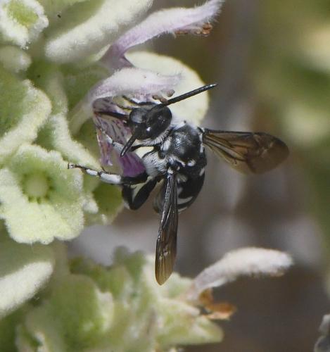 Thyreus ramosus